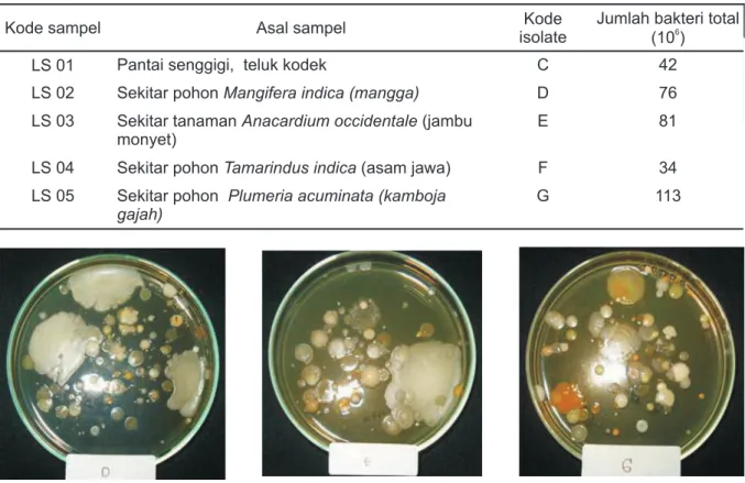 Tabel 1. Jumlah bakteri total dari beberapa sampel tanah di Pulau Lombok Table 1. Total number of bacteria from some soil samples in Lombok Island