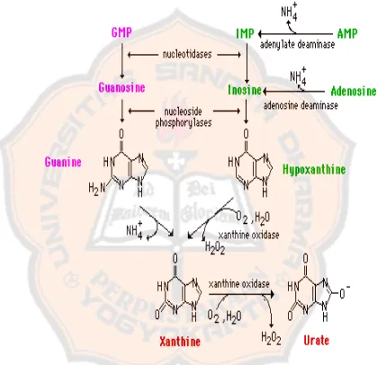 Gambar II.3. Pembentukan asam urat (diambil dari Kurniyanti, 2013) 