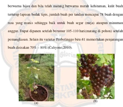 Gambar 1.(a) Tanaman anggur varietas Probolinggo Biru (b) Buah anggurvarietas Probolinggo Biru