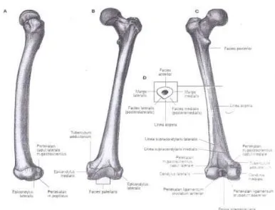 Gambar 2. Femur ; Dikutip dari: Daniel S.Wibowo Widjaya Paryana                           Anatomi Tubuh Manusia hal 126  Penerbit Graha Ilmu