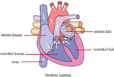 Gambar 2.27 Struktur Jantung 
