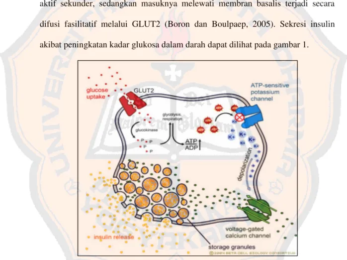 Gambar 1. Sekresi insulin akibat peningkatan kadar glukosa darah (Cartailler, 2004)