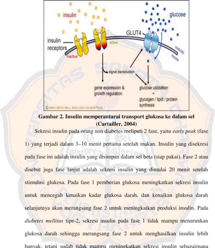 Gambar 2. Insulin memperantarai transport glukosa ke dalam sel (Cartailler, 2004)