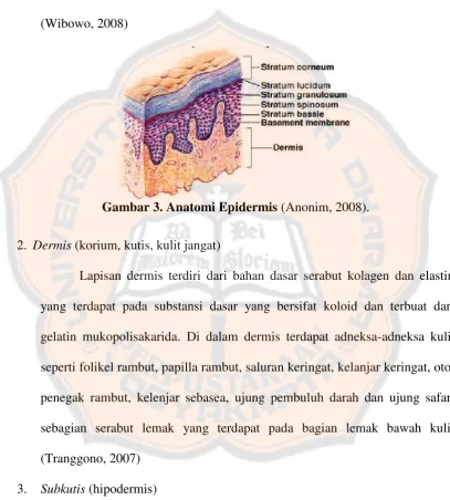 Gambar 3. Anatomi Epidermis (Anonim, 2008).