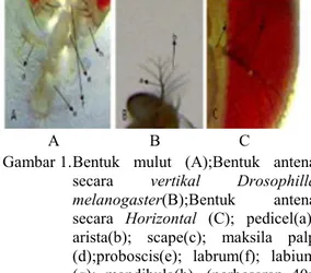 Gambar 1.Bentuk  mulut  (A);Bentuk  antena secara vertikal Drosophilla melanogaster(B);Bentuk  antena secara Horizontal (C);  pedicel(a);