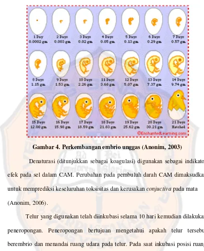 Gambar 4. Perkembangan embrio unggas (Anonim, 2003) 