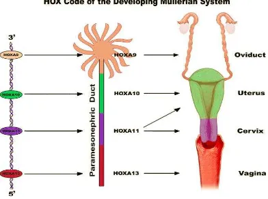 Gambar 4. Jenis HOXA pada alat reproduksi wanita 