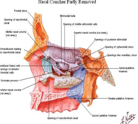 Gambar 2.2. Anatomi Hidung (Netter, 2011) 