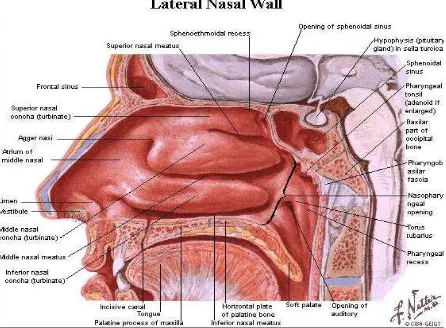 Gambar 2.4. Anatomi Hidung (Netter, 2011) 