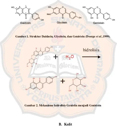 Gambar 1. Struktur Daidzein, Glycitein, dan Genistein (Doerge et al.,1999). 