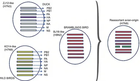 Gambar 1. Hipotesa host dan lineage origin segmen gen virus novel AI H7N9  Sumber: Gao et al
