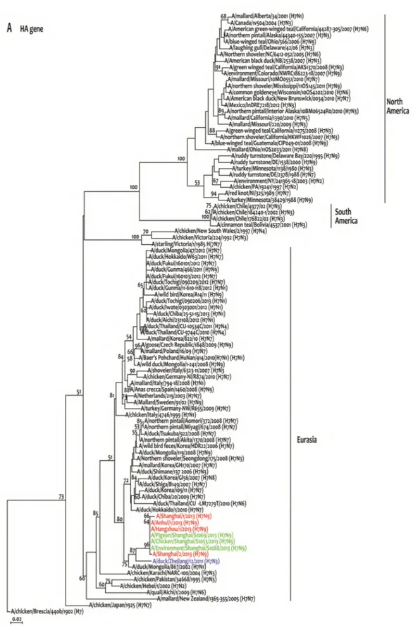 Gambar 2.  Pohon  filogenetika  gen  HA  virus  AI  subtipe  H7.  Virus  berwarna  merah  adalah  virus  H7N9  asal  manusia,  sedangkan yang berwarna hijau adalah virus influenza subtipe H7N9 asal unggas/lingkungan 