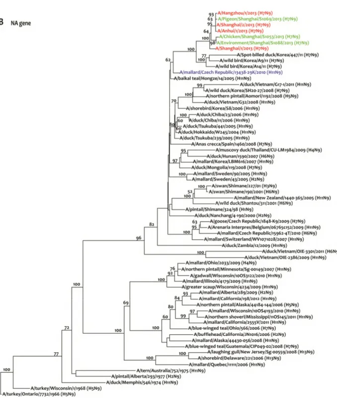 Gambar 3.  Pohon  filogenetika  gen  NA  virus  AI  subtipe  H7.  Virus  berwarna  merah  adalah  virus  H7N9  asal  manusia,  sedangkan yang berwarna hijau adalah virus influenza subtipe H7N9 asal unggas/lingkungan 