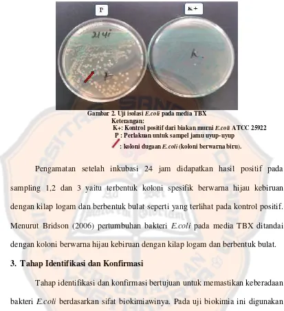 Gambar 2. Uji isolasi E.coli pada media TBX