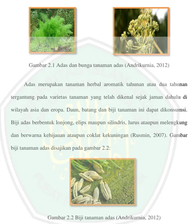 Gambar 2.1 Adas dan bunga tanaman adas (Andrikurnia, 2012) 