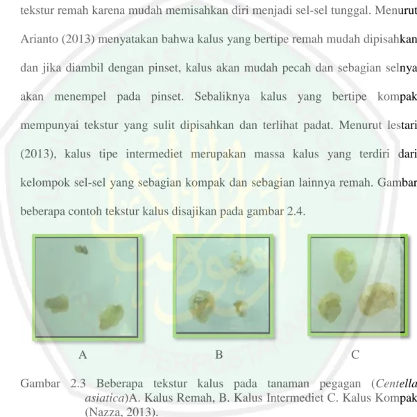 Gambar  2.3  Beberapa  tekstur  kalus  pada  tanaman  pegagan  (Centella  asiatica)A. Kalus Remah, B