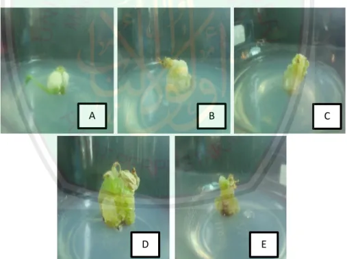 Gambar 2.5 Kategori skoring warna kalus pada eksplan jarak pagar (A) kalus  berwarna putih (B) kalus berwarna hijau keputihan (C) kalus berwarna hijau 