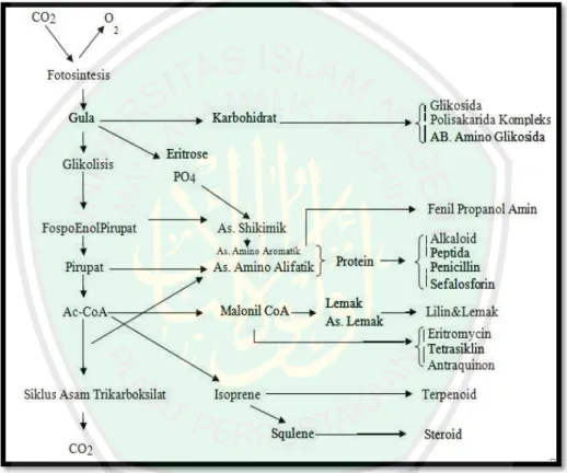 Gambar 2.6 Bagan Hubungan Biosintesis Metabolit Primer Menjadi Metabolit  Sekunder (Sumber: Sastrohamidjojo, 1996)