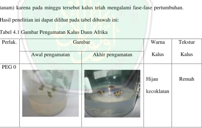 Tabel 4.1 Gambar Pengamatan Kalus Daun Afrika 