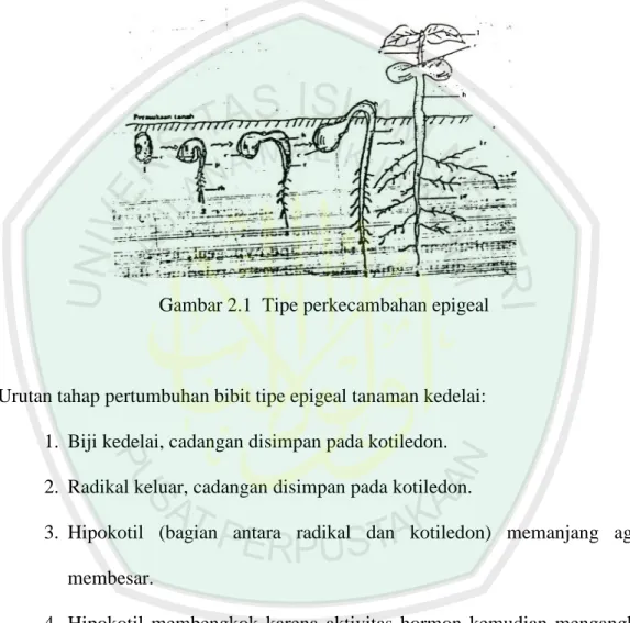 Gambar 2.1  Tipe perkecambahan epigeal 