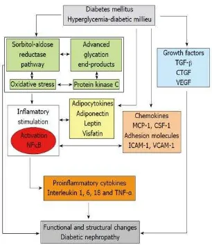 Gambar 2.4. Mekanisme perjalanan penyakit pada Diabetik Nefropati (Rodriguez, 