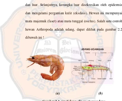 Gambar 2.2. (a) Udang, (b) anatomi udang