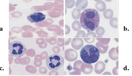 Gambar 2.4. (a) Neutrofil, (b) Eosinofil, (c) Basofil, (d) Monosit pada apusan darah 