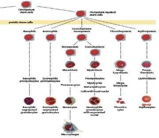 Gambar 2.2. Asal dan tahap diferensiasi sel darah. Sumber : Theml, Diem, dan 