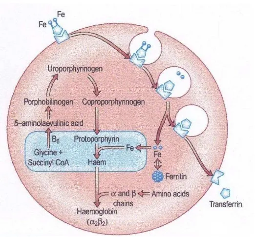 Gambar 2.3. Sintesis Hemoglobin. Sumber : Kumar, Clark, 2009. 