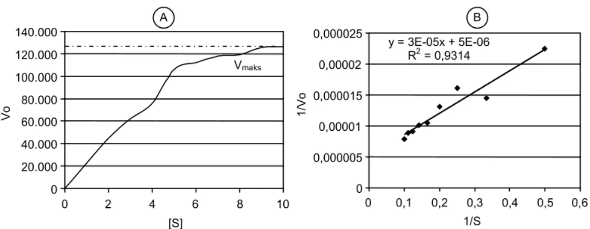 Gambar 8. Kurva Lineweaver-Burk. A = hubungan antara konsentrasi substrat dan kecepatan katalitik, B = hubungan  antara 1/substrat dan 1/kecepatan katalitik (1/Vo = (K m /V maks ) (1/S) + (1/V maks )