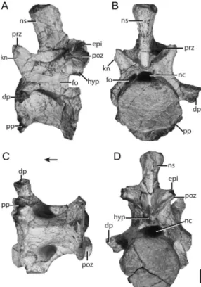 fig. 16) that likely correspond to the eight or