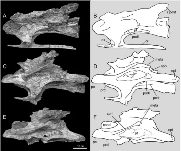FIGURE  1.  Photographs and line drawings of new cervical vertebrae of Erketu ellisoni (IGM 100/1803) in  lateral view: cervical vertebra 7 (A, B), cervical vertebra 8 (C, D), cervical vertebra 9 (E, F)