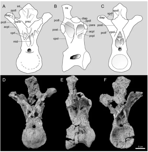 FIGURE  2.  Photographs and line drawing reconstructions of the dorsal vertebra of the Bor Guvé titanosaur  (IGM 100/3005) in anterior (A, D), lateral (B, E), and posterior (C, F) views