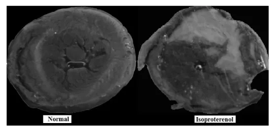 Gambar 3.  Gambaran  makroskopik  jantung  pada  daerah  ventrikel  kiri  setelah  dilakukan  pengecatan dengan TTC 