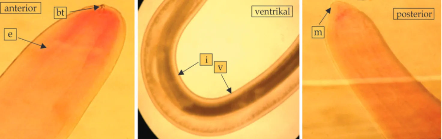 Gambar 1   Identifikasi larva Anisakis spp. dengan perbesaran 40x Keterangan e: esophagus; bt: boring  tooth; i: intestinal; v: ventrikulus; m: mucron.
