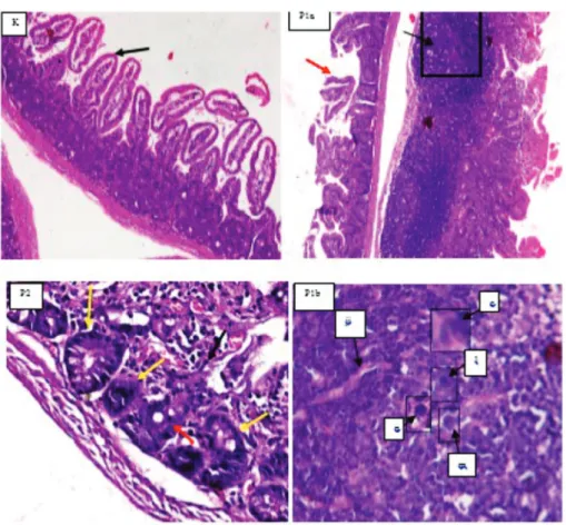 Tabel 1.   Rerata dan Simpangan Baku nekrosis  usus mencit yang diinokulasi larva  Anisakis spp
