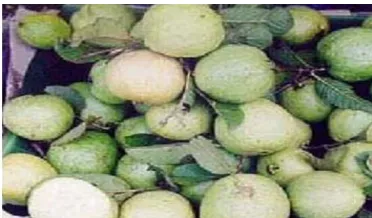 Gambar 2.1. Jambu Biji (Psidium guajava) (Prihatman, 2000) 