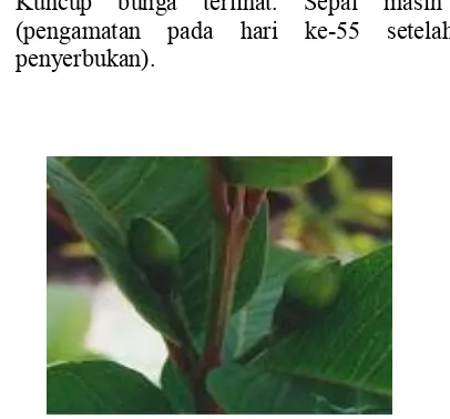 Gambar 2.4. Kuncup bunga P. guajava terlihat (Salazar,2006)  