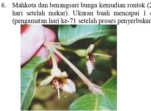 Gambar 2.7.  Petal tanaman  jambu biji (Psidium guajava) jatuh. (Salazar,2006).  