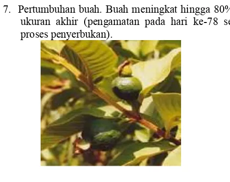 Gambar 2.9.  Pertumbuhan buah P. guajava (Salazar,2006) 