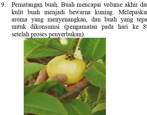 Gambar 2.11.  Pematangan buah P. guajava.(Salazar,2006)  