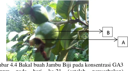 Gambar 4.3 Bakal buah Jambu Biji pada konsentrasi GA3  0 ppm pada hari ke-14 (setelah penyerbukan)    Ket.gambar : (A) mahkota bunga dan (B) bakal buah