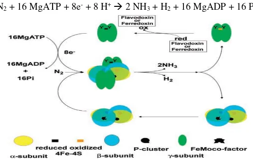 Gambar 2.1 Mekanisme Nitrogenase (Cheng, 2008). 