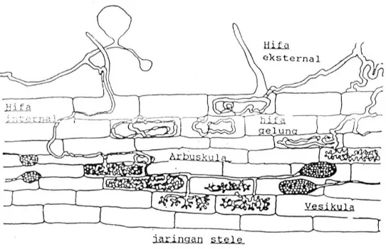 Gambar 2.3 Jaringan Akar Tanaman yang Terinfeksi Mikoriza (Allen dalam Prihastuti, 2007)