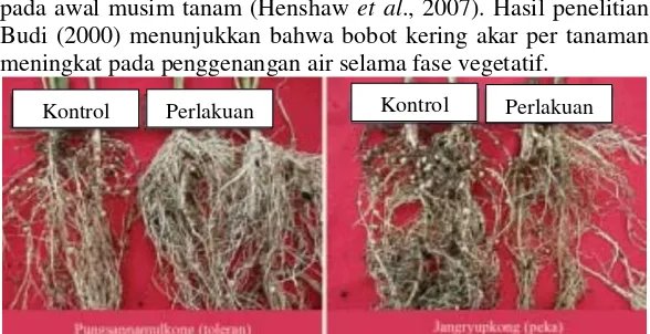 Gambar 2.12 Perbedaan bobot kering akar kedelai yang toleran dan yang peka terhadap cekaman genangan (Lee et al., 2004)