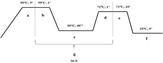 Gambar 3.1. Tahap Proses PCR: a. denaturasi awal, b. denaturasi, siklus PCR.c. annealing, d