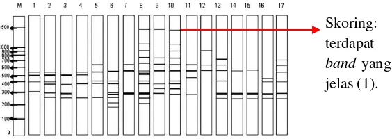 Gambar 3.2. Analisis Produk PCR dengan Skoring.  
