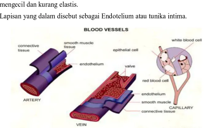 Gambar 2.1 Pembuluh Vena Dan Arteri 