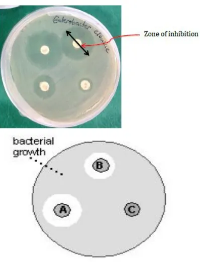 Gambar 2.6  Zona inhibisi antibiotic terhadap mikroba (Hudzicki, 