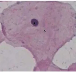 Gambar 2.4 Contoh citra sel pap smear normal superficial tersegmentasi, (a) daerah nukleus dan (b) daerah sitoplasma (Martin, 2003)